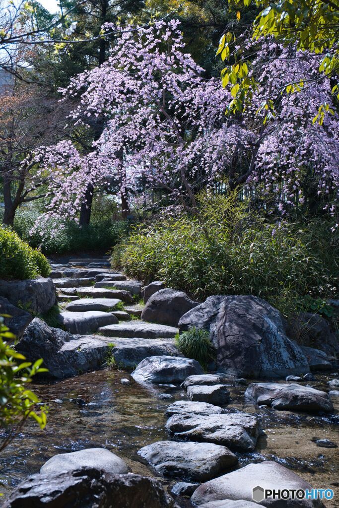 枝垂れ桜 ほぼ満開 ⑥