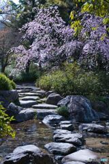 枝垂れ桜 ほぼ満開 ⑥