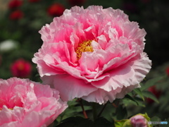 春の公園散策４