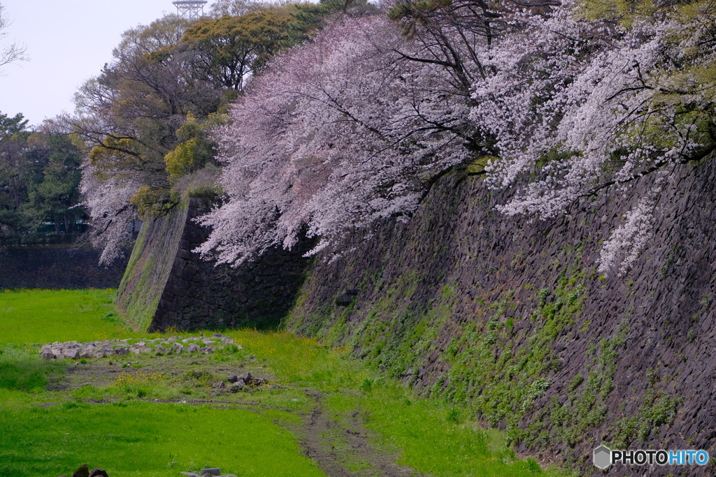 桜 × 名古屋城 　お堀の桜 ①