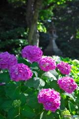 紫陽花の散歩道 ②