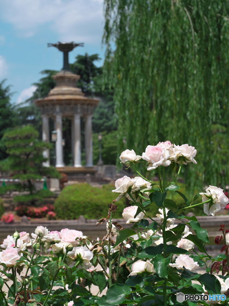 鶴舞公園の薔薇 2023 ② 薔薇と噴水塔