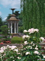 鶴舞公園の薔薇 2023 ② 薔薇と噴水塔