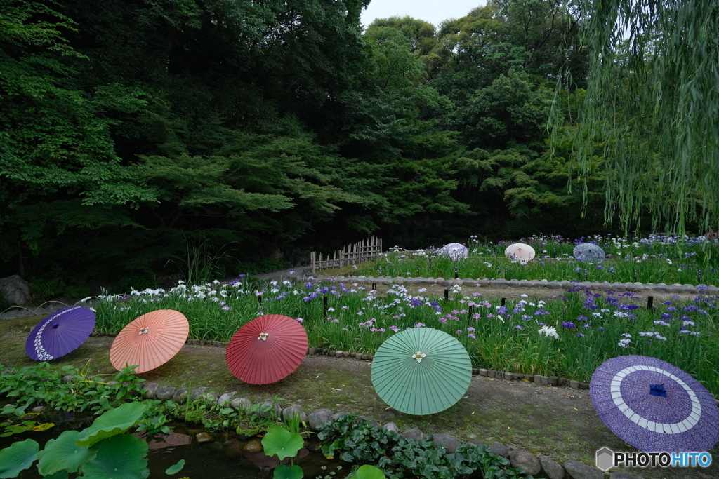 和傘と花菖蒲 ②