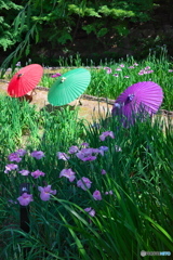 和傘と花菖蒲 ②