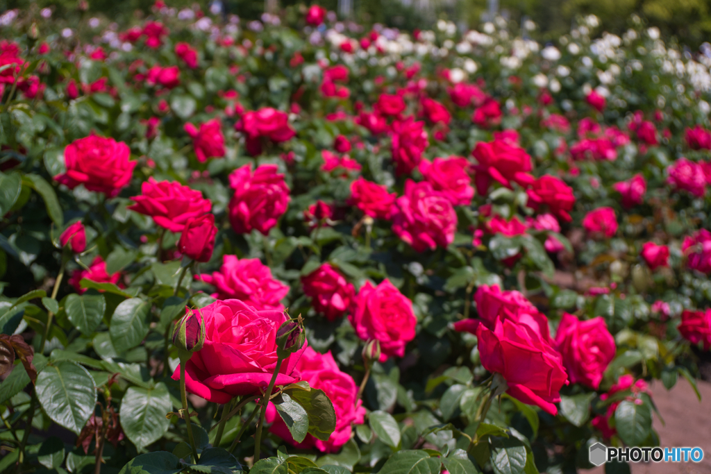 薔薇園 散策 ⑥