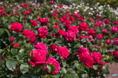 薔薇園 散策 ⑥