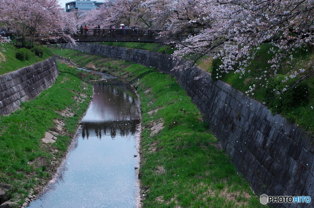 川面に散る桜 ⑥