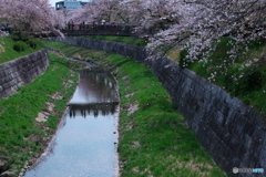川面に散る桜 ⑥
