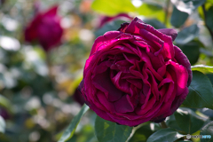 薔薇園 散策 ①