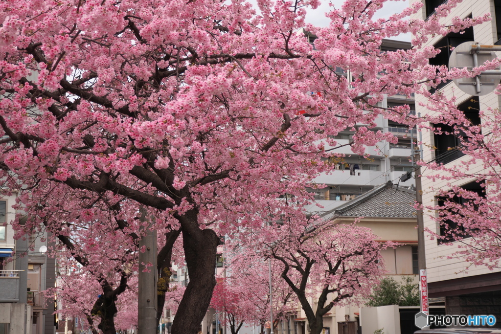 桜色の街 ①