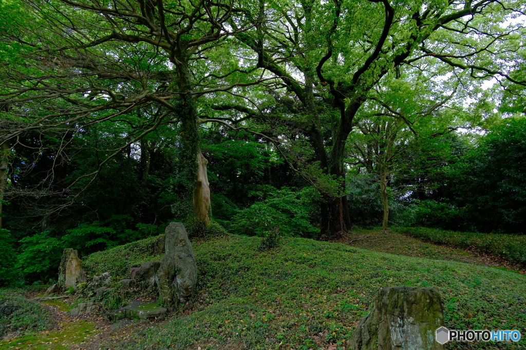 新緑の三の丸庭園 ②