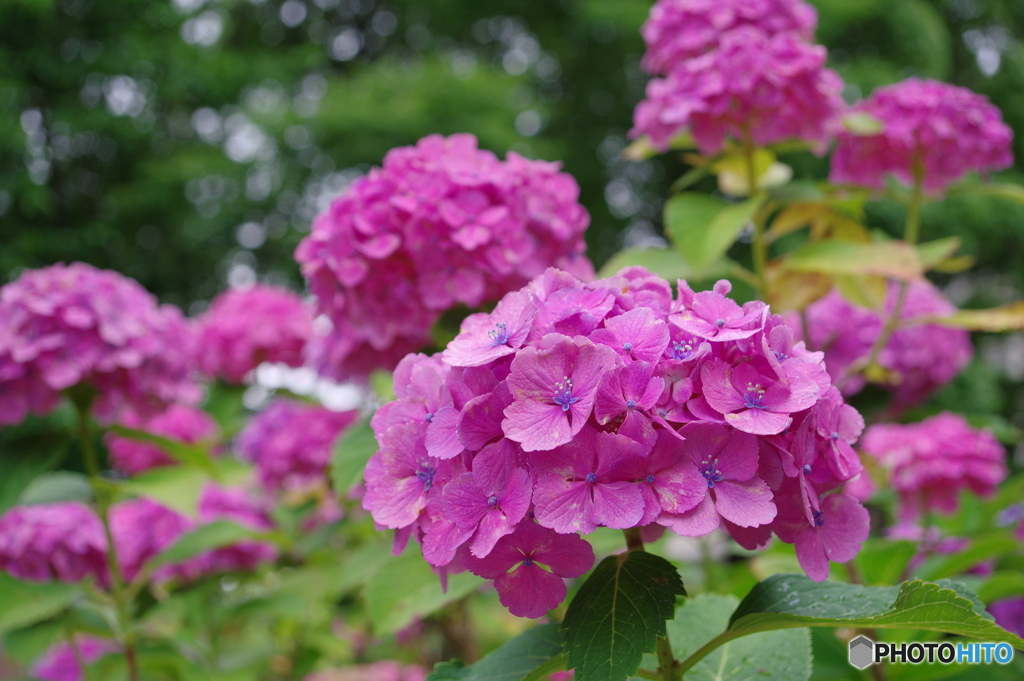 紫陽花の丘⑦
