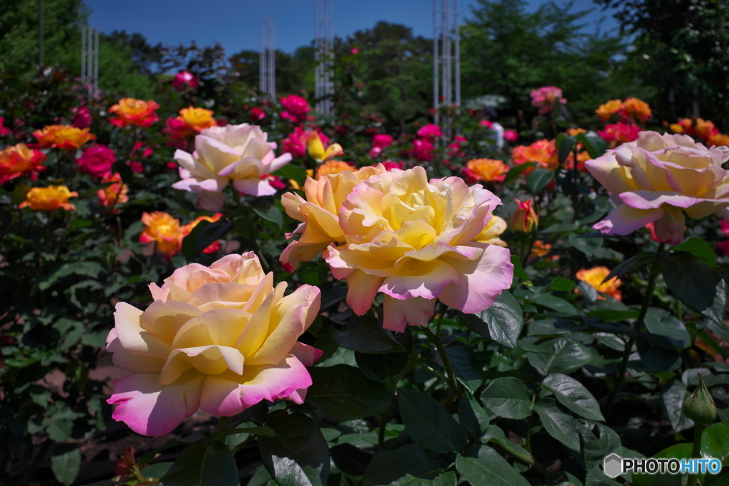薔薇園散策 ②