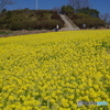 愛知牧場の春２ ～ 十字架の丘
