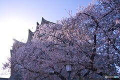 名古屋城 さくらまつり ⑥