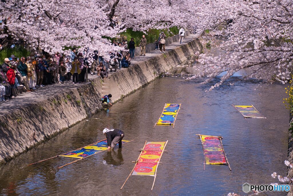 五条川 桜と「のんぼり洗い」 ①