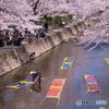 五条川 桜と「のんぼり洗い」 ①