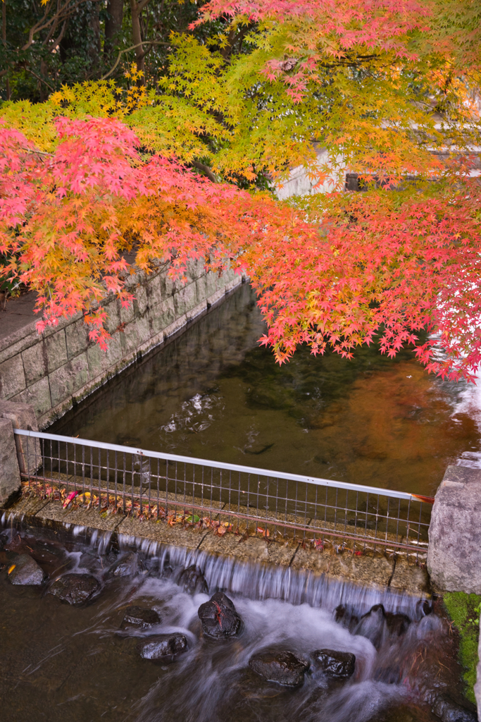 白鳥庭園 散策 ⑤