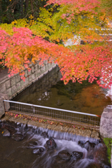 白鳥庭園 散策 ⑤