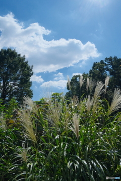 晩夏の公園散歩 ③