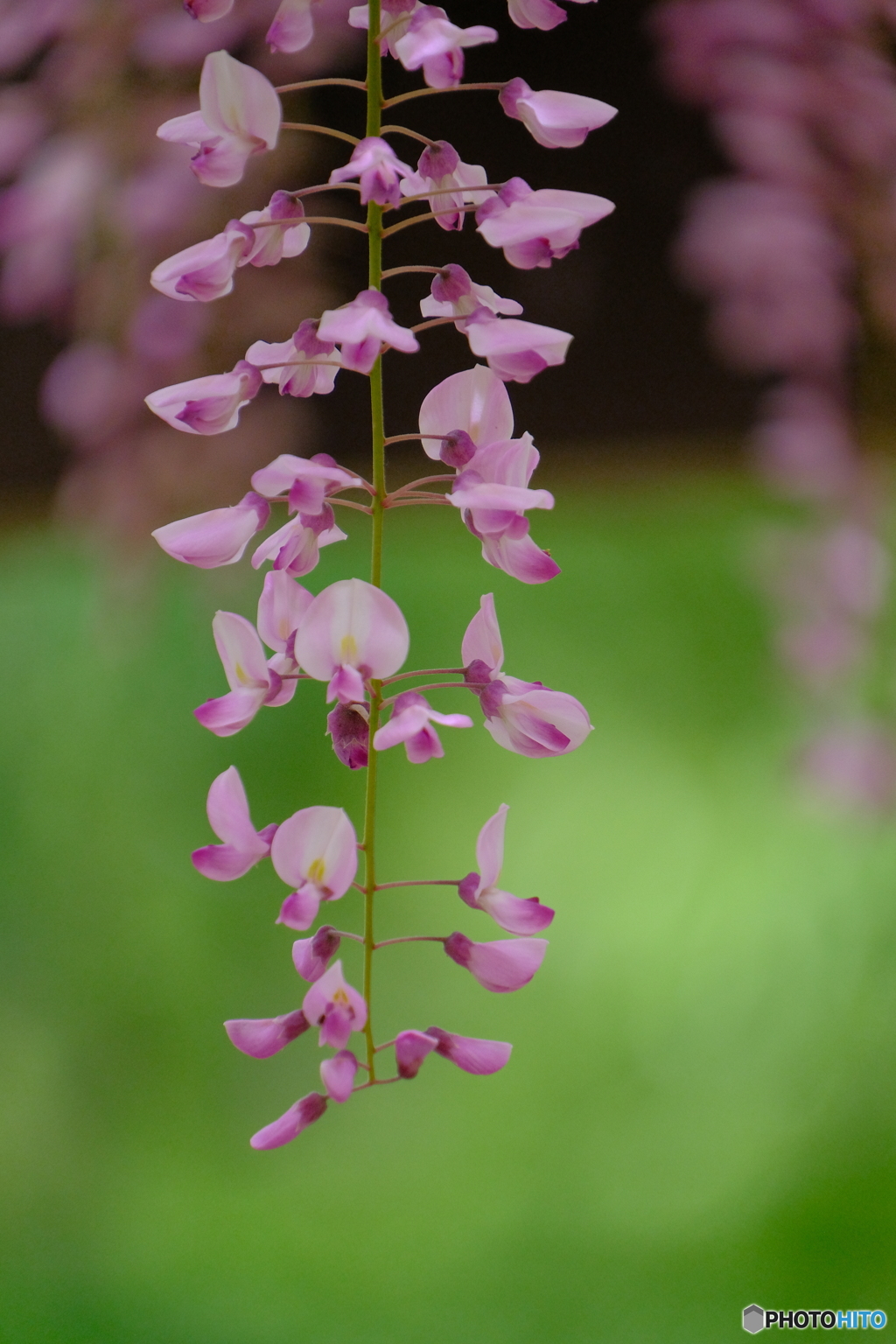 名城公園 藤の競演 ⑧