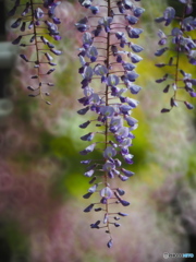 名城公園の藤３
