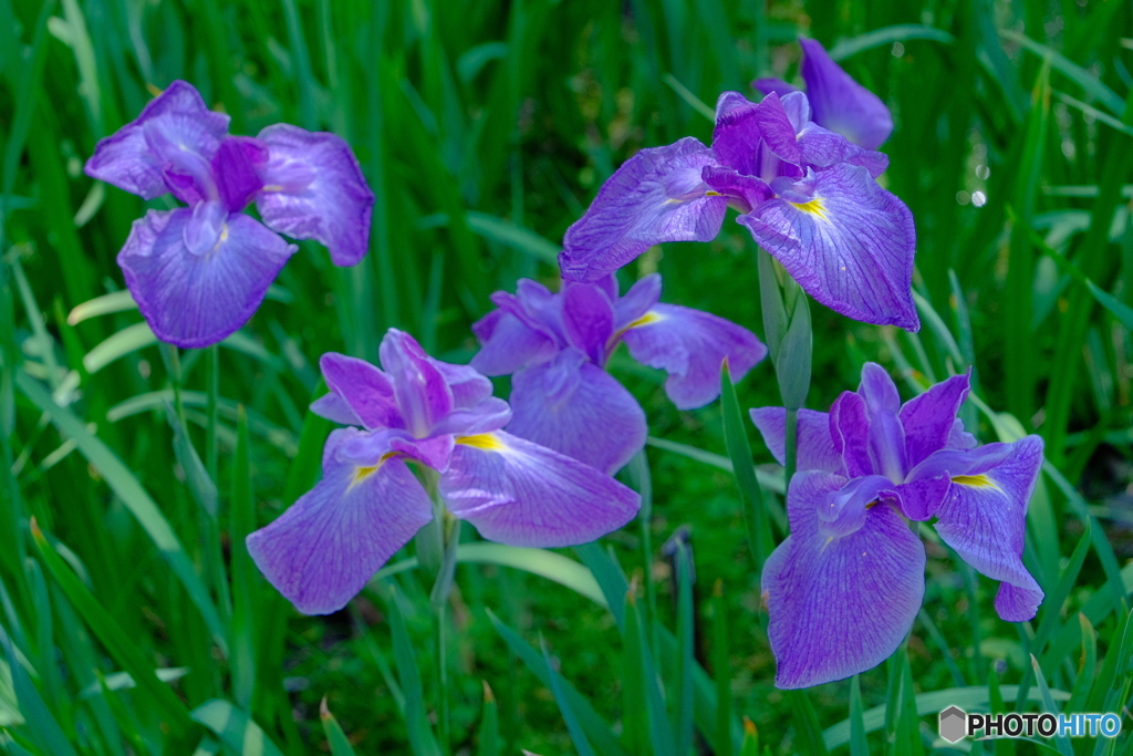 徳川園の花菖蒲 2024 ①