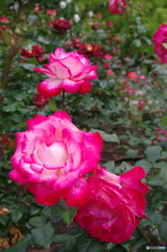 鶴舞公園の薔薇⑥