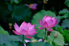 鶴舞公園の蓮 ②