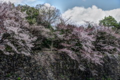 名古屋城 お堀の桜３