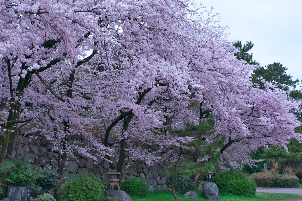 花見散歩 名古屋城 ⑤