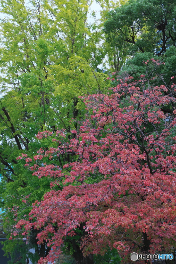 街角の紅葉 ④