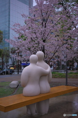 雨のお花見 ②