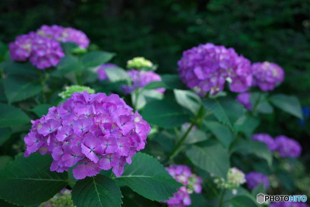 紫陽花の散歩道 ④