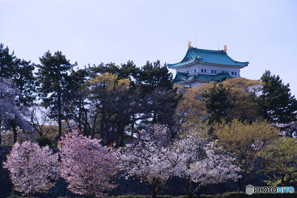 名古屋城 さくらまつり ⑦