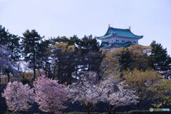 名古屋城 さくらまつり ⑦