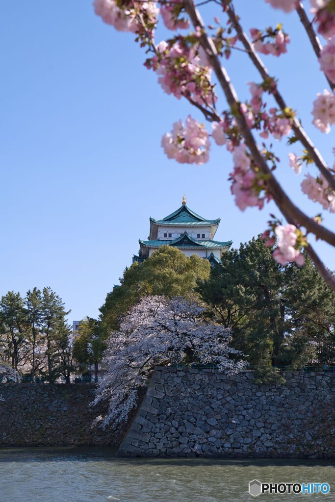 名古屋城 さくらまつり ⑧