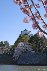 名古屋城 さくらまつり ⑧