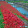 矢勝川の彼岸花 ②