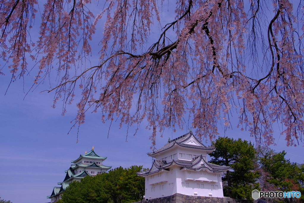 桜 × 名古屋城 　天守と桜 ③