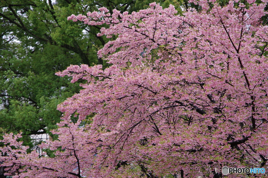春の雨３