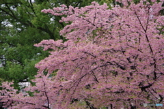 春の雨３