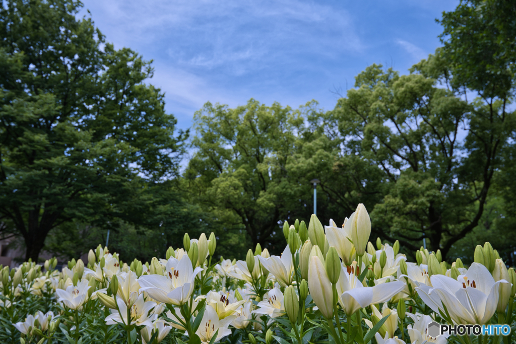 千種公園の百合 2025 ③