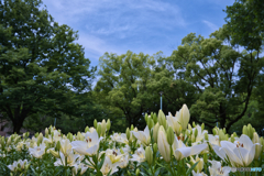 千種公園の百合 2025 ③