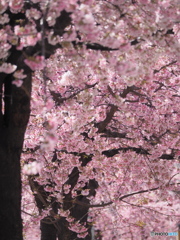 桜並木を歩く３