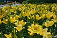 千種公園の百合 2025 ①