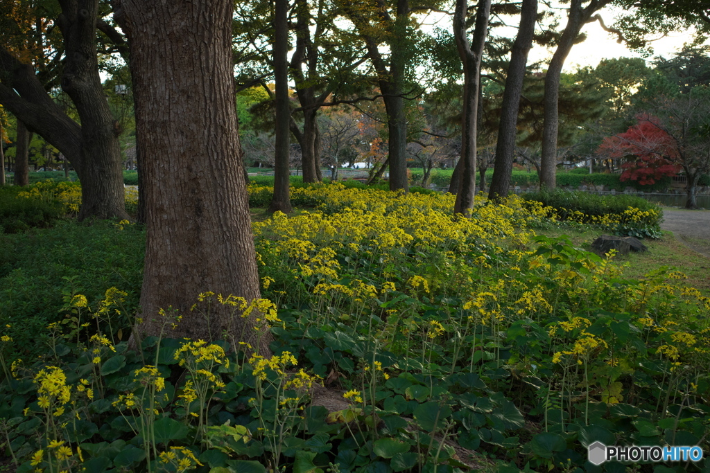 秋の名城公園４　石蕗