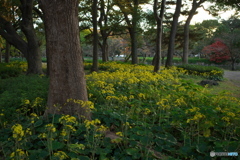 秋の名城公園４　石蕗