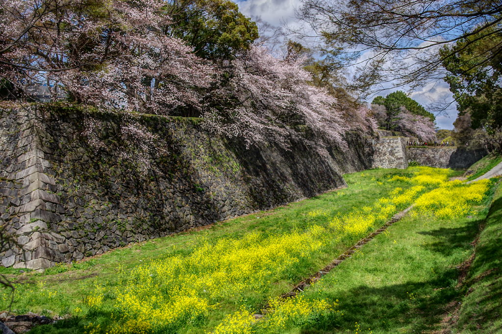 名古屋城 お堀の桜２
